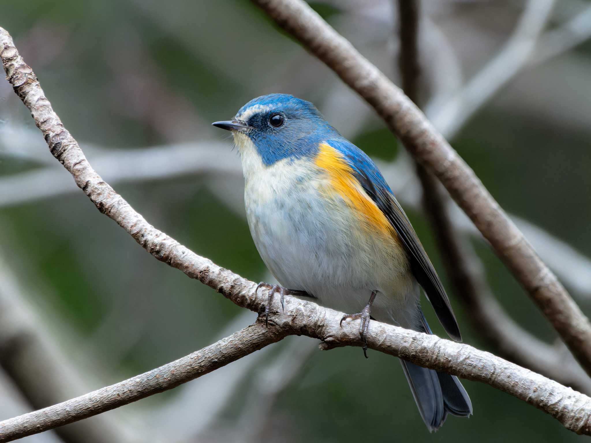 Red-flanked Bluetail