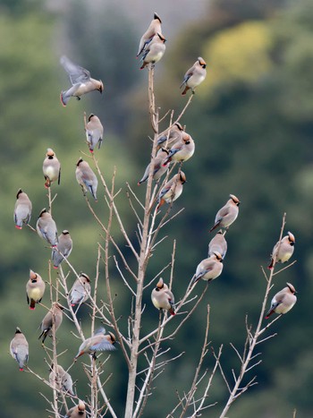 2024年1月30日(火) 長崎県の野鳥観察記録