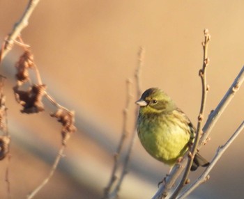 Masked Bunting 入間川 Thu, 2/1/2024