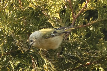 Goldcrest 檜原村 Wed, 1/31/2024