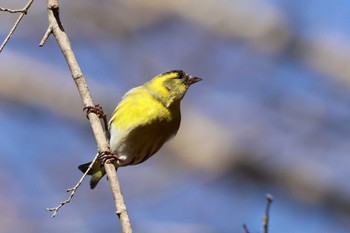 Eurasian Siskin 檜原村 Wed, 1/31/2024