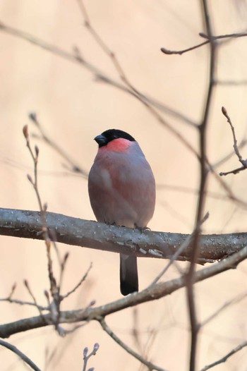 Eurasian Bullfinch(rosacea) 檜原村 Wed, 1/31/2024