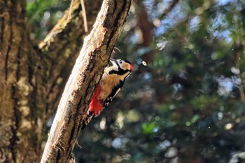 Great Spotted Woodpecker 檜原村 Wed, 1/31/2024