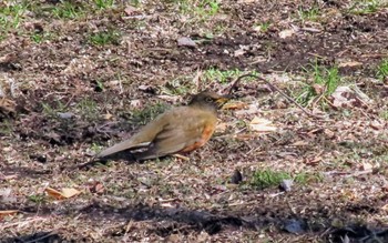 Brown-headed Thrush 仙川平和公園(三鷹市) Fri, 1/26/2024