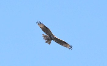 Eastern Buzzard Meiji Jingu(Meiji Shrine) Wed, 1/31/2024