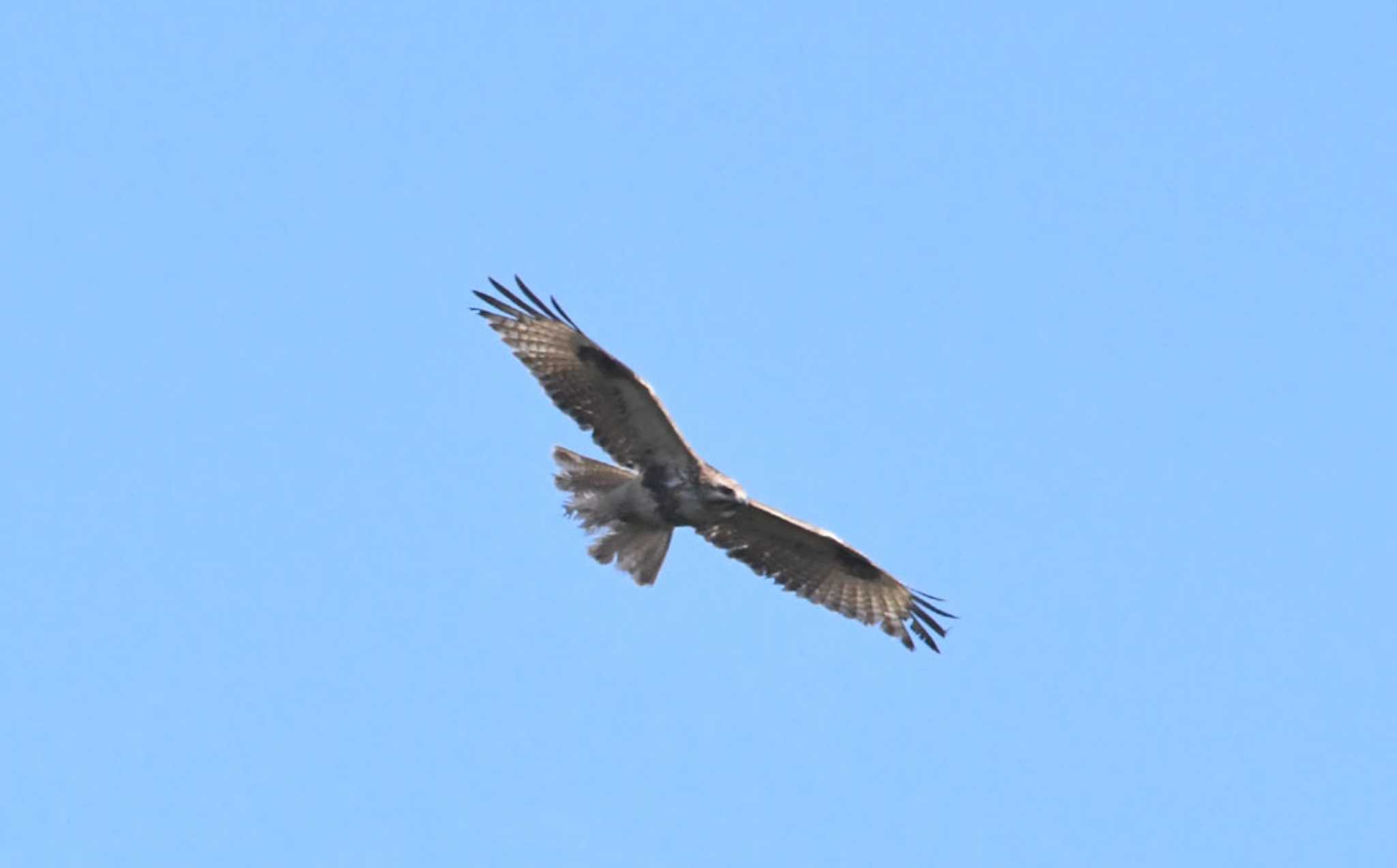 Photo of Eastern Buzzard at Meiji Jingu(Meiji Shrine) by TOM57