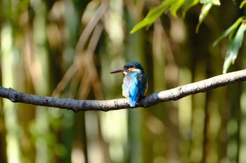 Common Kingfisher 源兵衛川 Sun, 1/14/2024