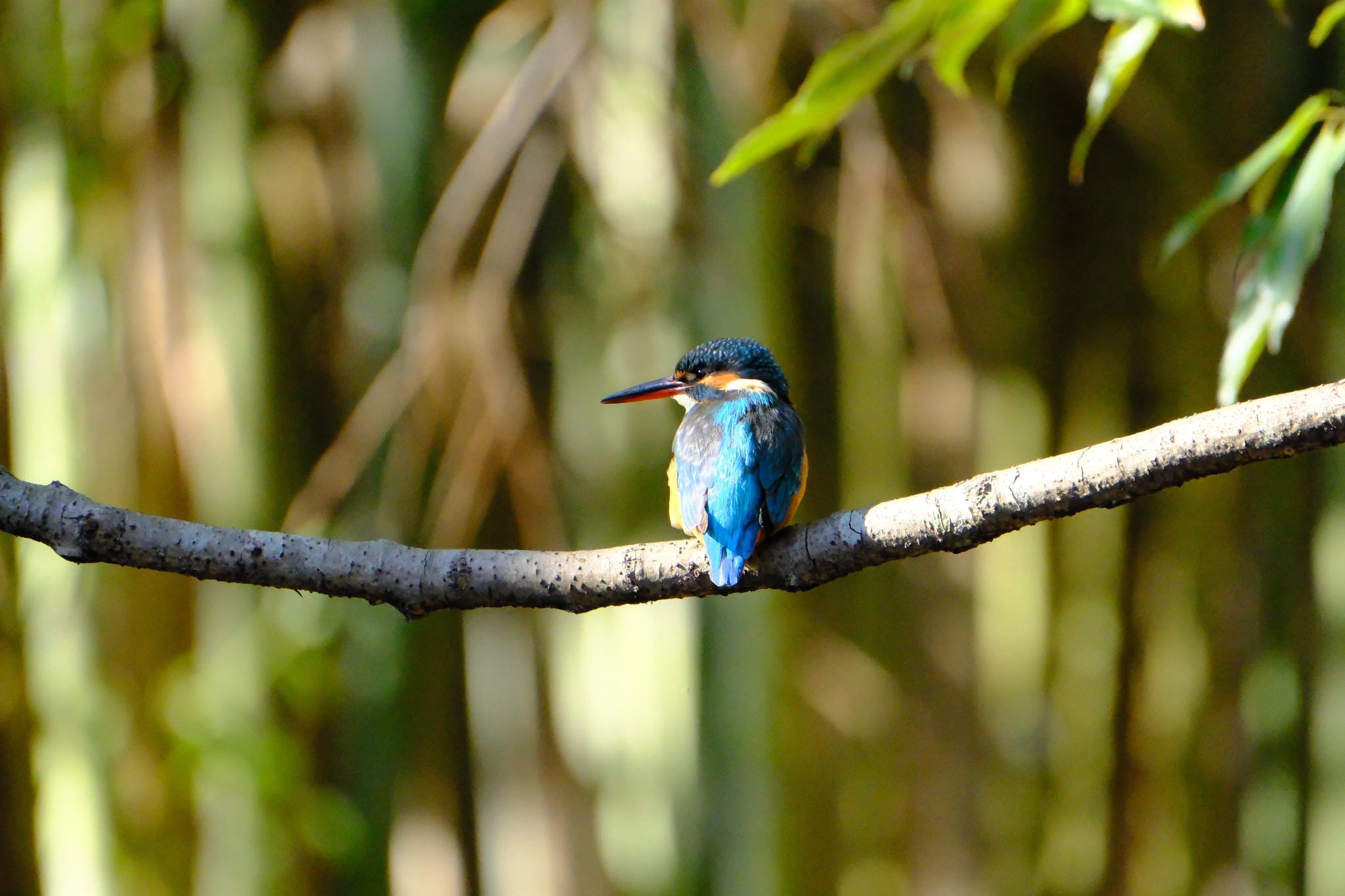 Photo of Common Kingfisher at 源兵衛川 by ポン介