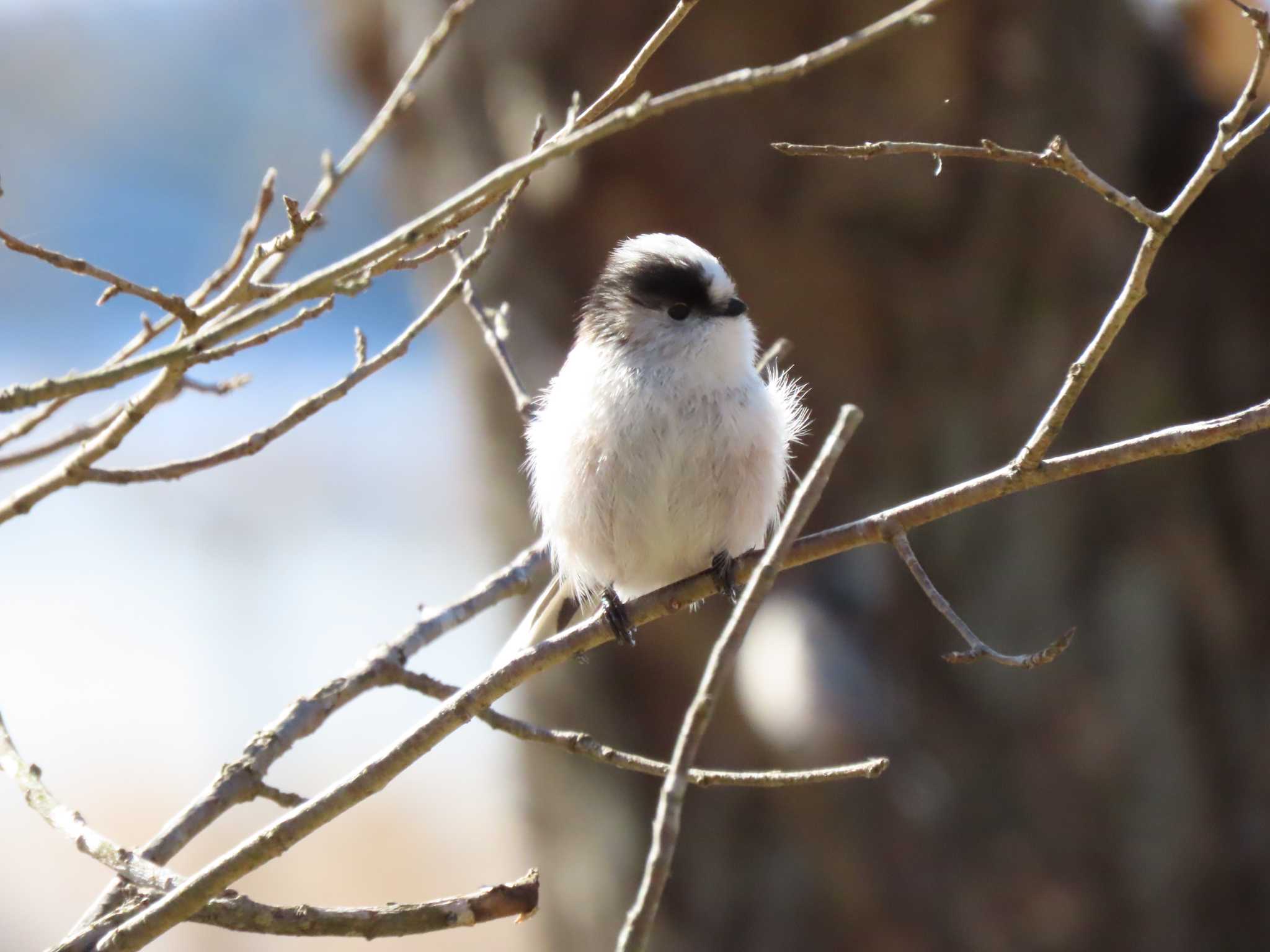 Long-tailed Tit