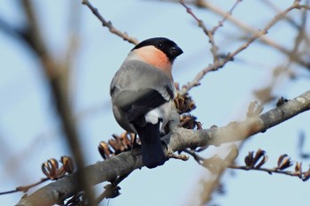 Eurasian Bullfinch 日本ラインうぬまの森 Thu, 2/1/2024