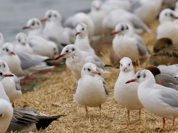 ユリカモメ 水元公園 2024年2月1日(木)