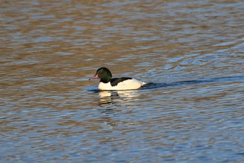 2023年12月23日(土) 渡良瀬遊水地の野鳥観察記録