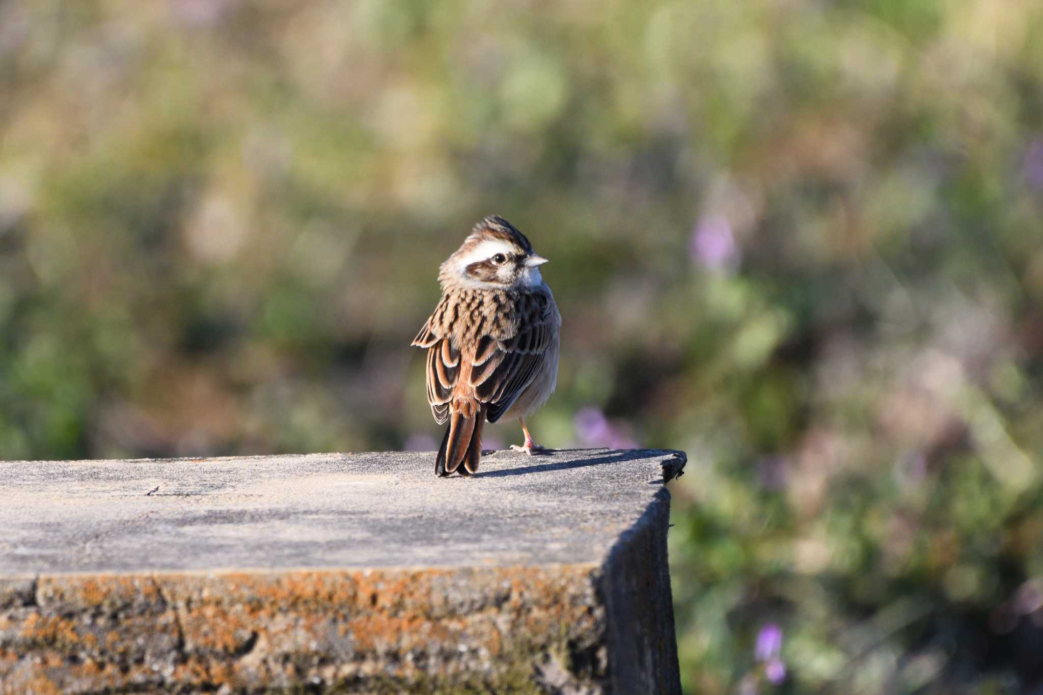 Meadow Bunting