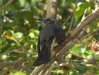 Brown-eared Bulbul 善福寺公園 Thu, 2/1/2024