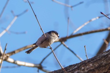 Thu, 2/1/2024 Birding report at 観音山野鳥の森