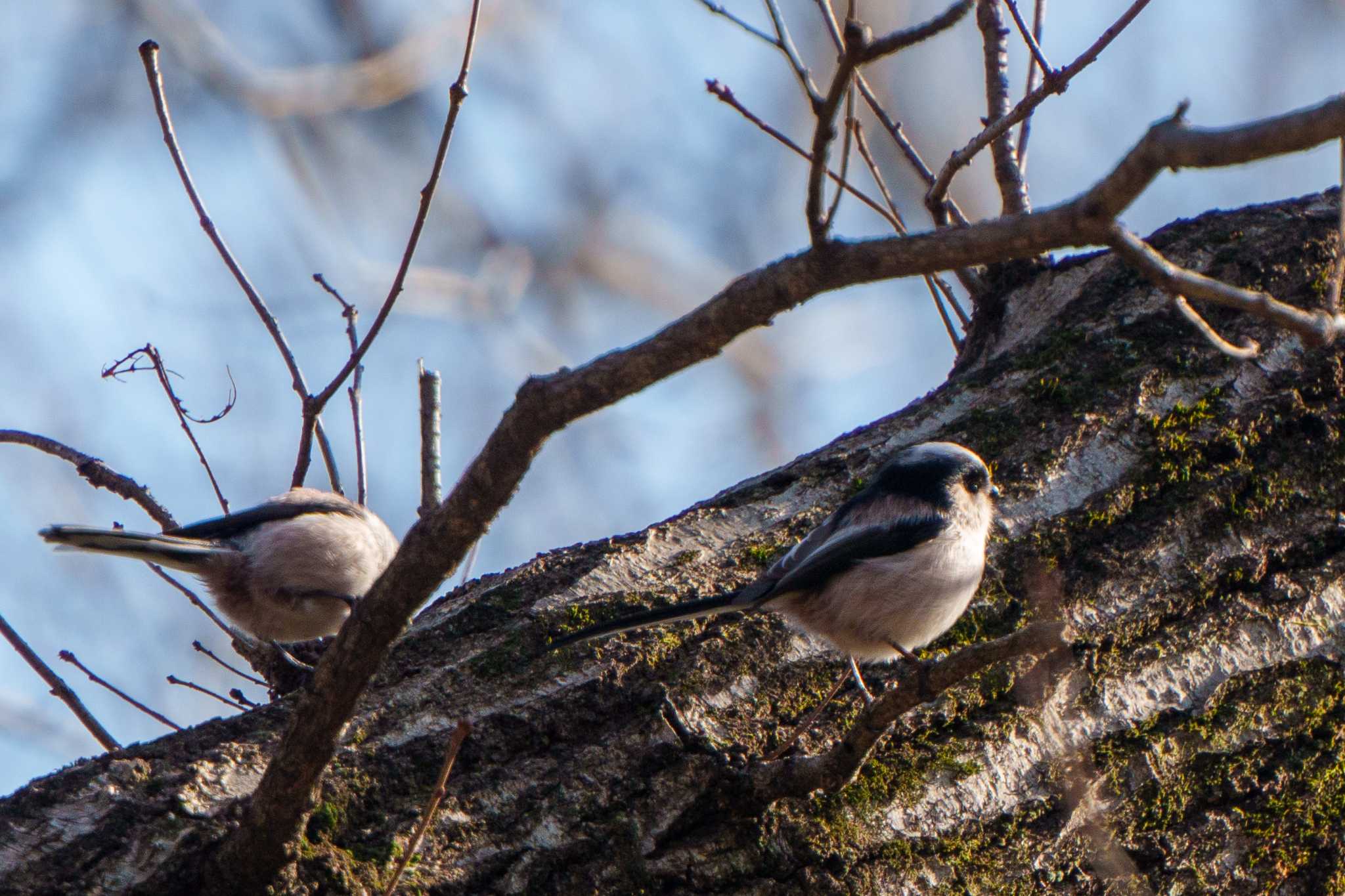 Long-tailed Tit