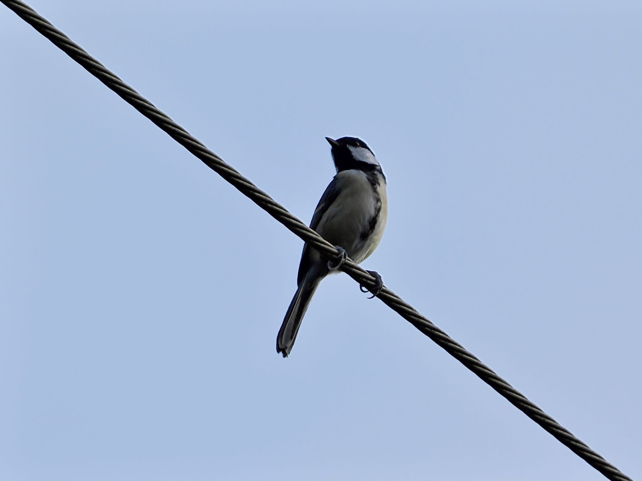 Japanese Tit(amamiensis)