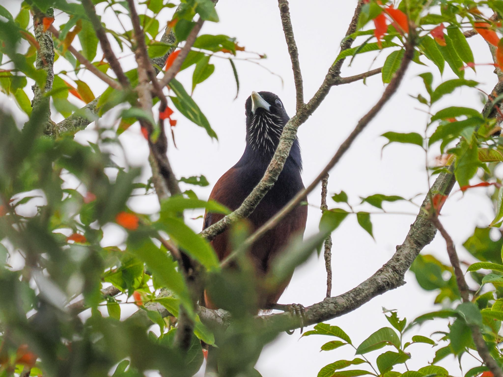 Lidth's Jay