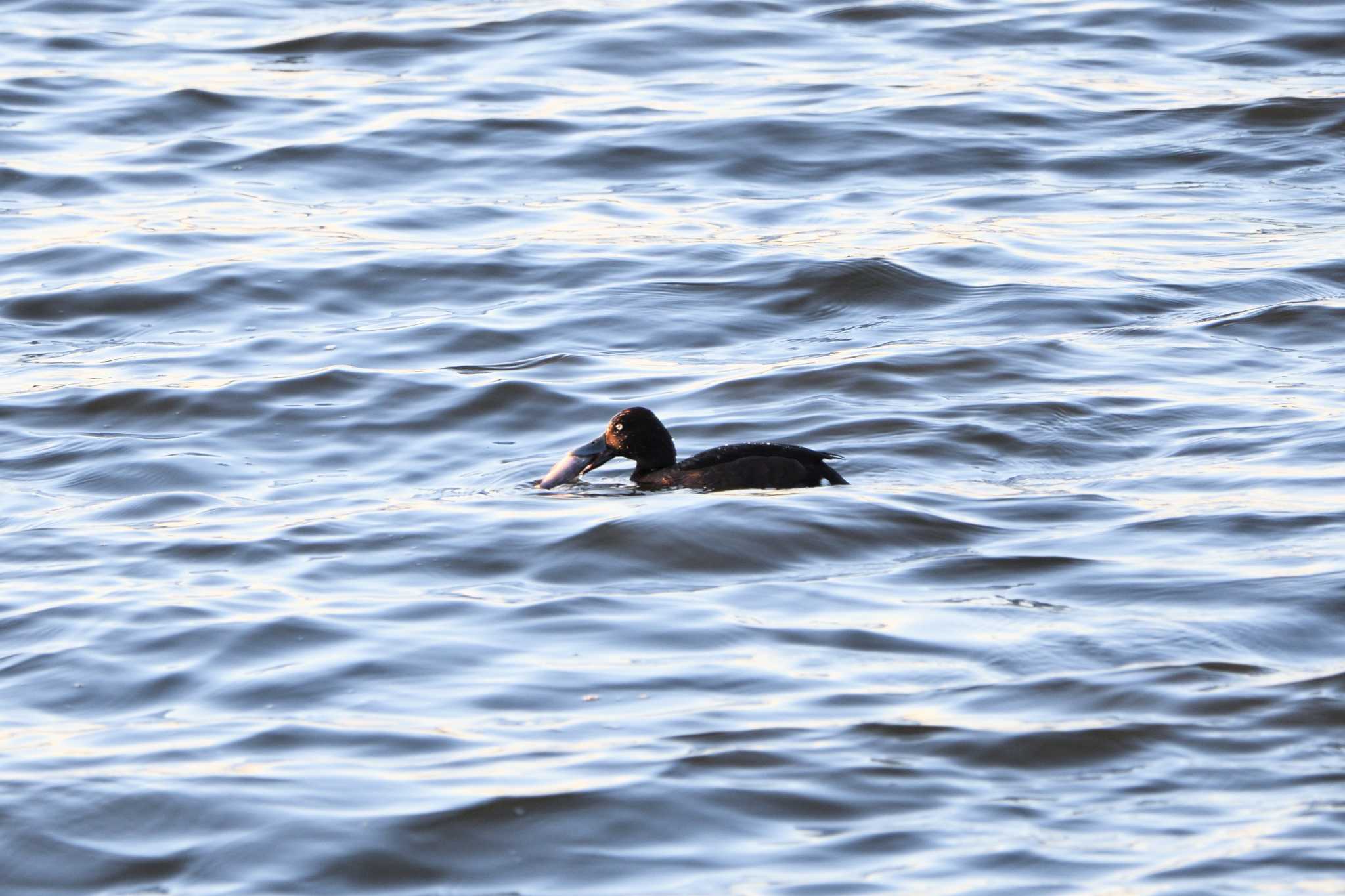 Ferruginous Duck