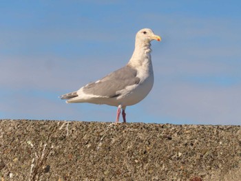 Glaucous-winged Gull 鵡川河口 Sun, 1/28/2024