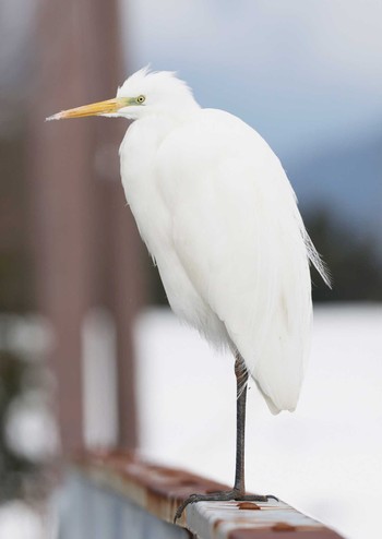 チュウダイサギ 湖北野鳥センター 2024年1月28日(日)