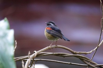 2024年1月24日(水) 阿里山国家森林遊楽区の野鳥観察記録