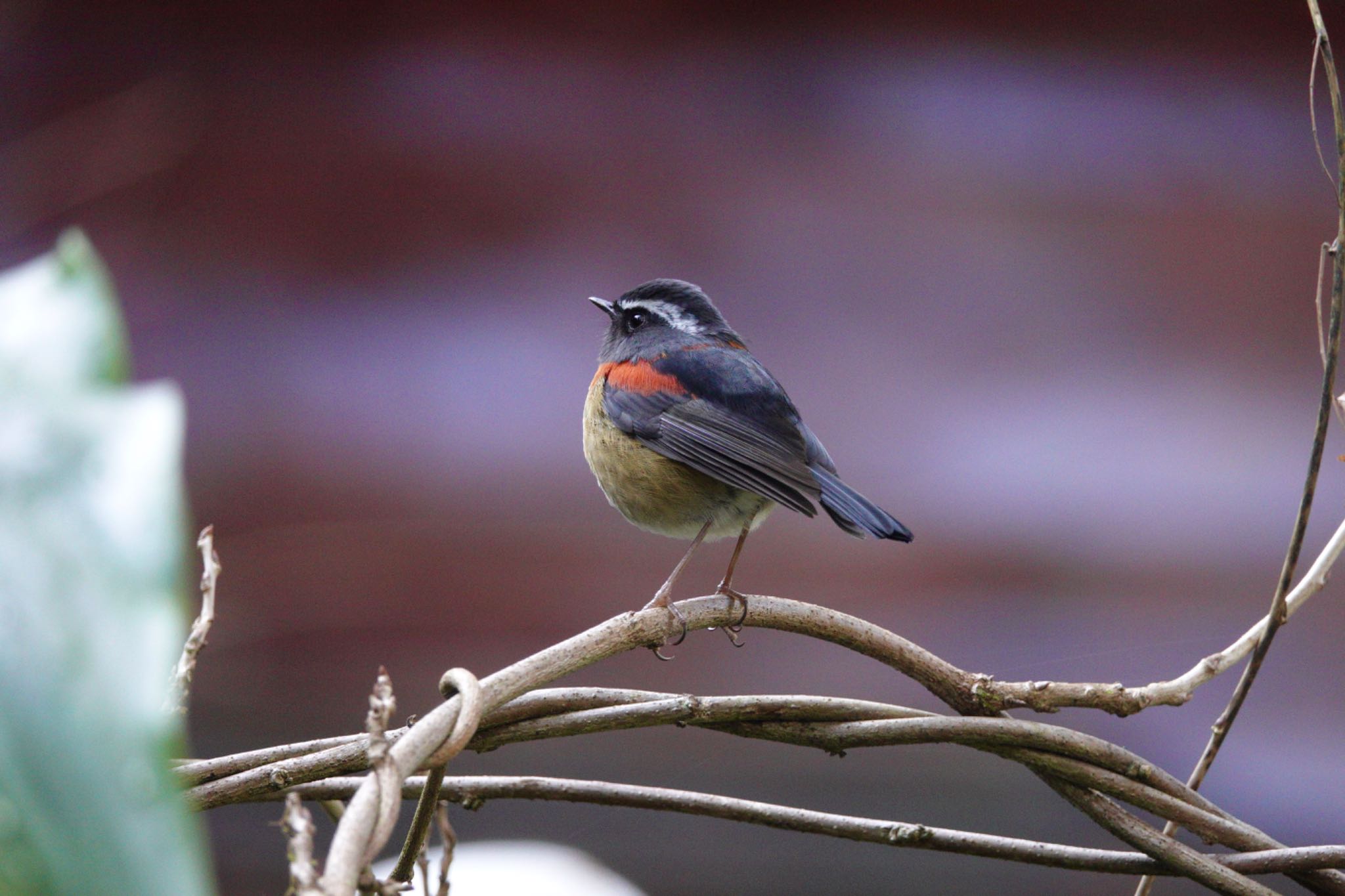 Collared Bush Robin