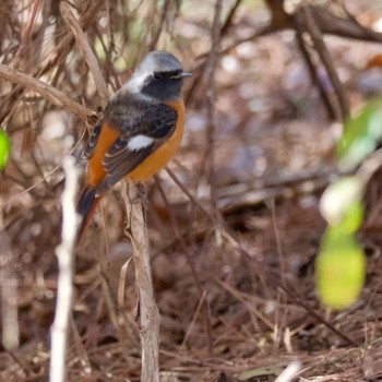 ジョウビタキ 秋ヶ瀬公園(野鳥の森) 2024年1月27日(土)