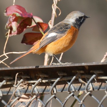 ジョウビタキ 秋ヶ瀬公園(野鳥の森) 2024年1月27日(土)