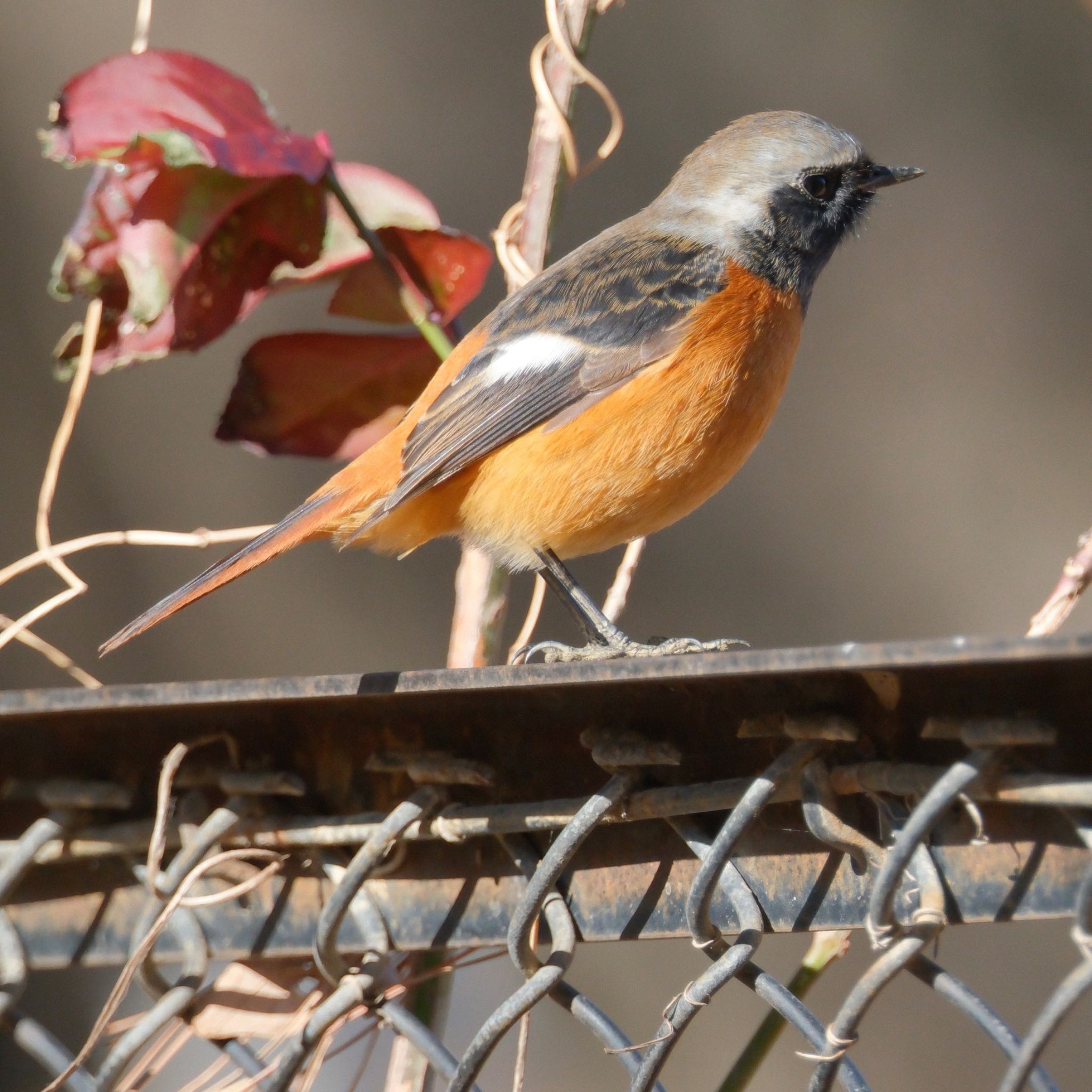 秋ヶ瀬公園(野鳥の森) ジョウビタキの写真 by Tora丸