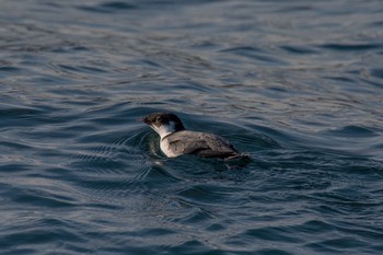 Ancient Murrelet