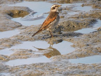 Dusky Thrush 多摩川河口 Thu, 2/1/2024