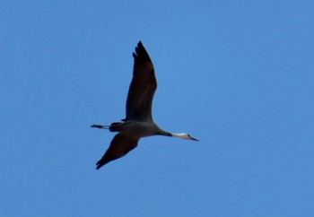 Hooded Crane Unknown Spots Sat, 3/4/2023