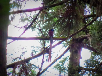 Black Paradise Flycatcher Unknown Spots Sat, 6/10/2023