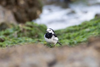 White Wagtail Unknown Spots Sun, 3/26/2023