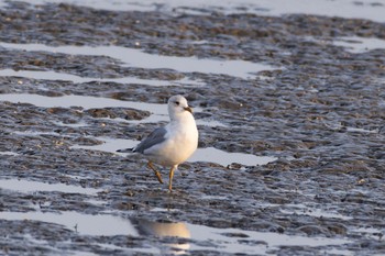 Common Gull Unknown Spots Sun, 3/26/2023