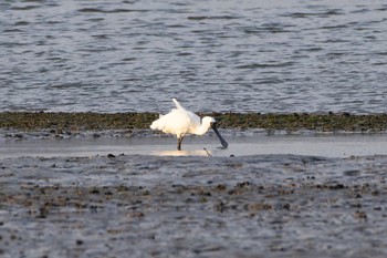 Black-faced Spoonbill Unknown Spots Sun, 3/26/2023