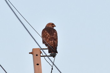 Eastern Buzzard Unknown Spots Sat, 11/3/2018