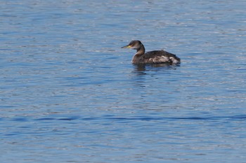 Red-necked Grebe 飯岡漁港 Sat, 1/27/2024