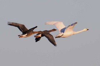 Tundra Bean Goose 千葉県旭市 Sat, 1/27/2024