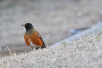 アカハラ 長浜公園 2024年1月29日(月)