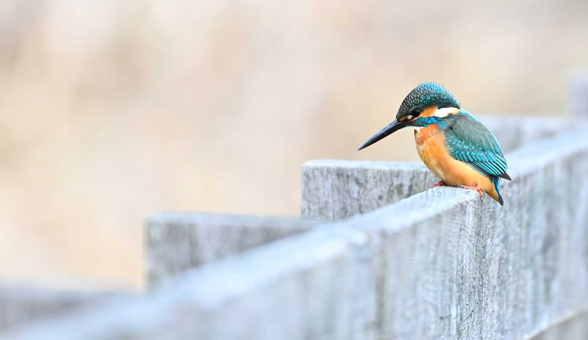 Common Kingfisher