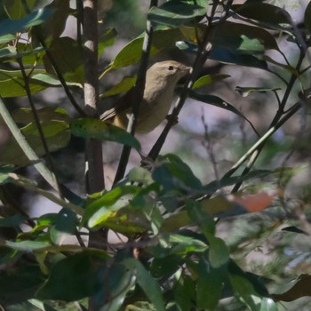 ウグイス 秋ヶ瀬公園(野鳥の森) 2024年1月27日(土)