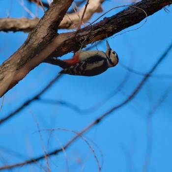 アカゲラ 秋ヶ瀬公園(野鳥の森) 2024年1月27日(土)