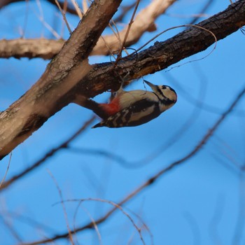 アカゲラ 秋ヶ瀬公園(野鳥の森) 2024年1月27日(土)