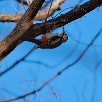 アカゲラ 秋ヶ瀬公園(野鳥の森) 2024年1月27日(土)