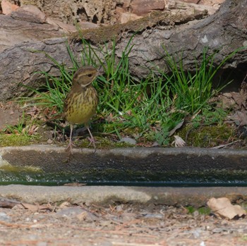 アオジ 秋ヶ瀬公園(野鳥の森) 2024年1月27日(土)