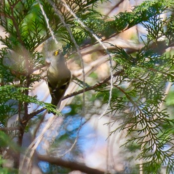 キクイタダキ 秋ヶ瀬公園(野鳥の森) 2024年1月27日(土)