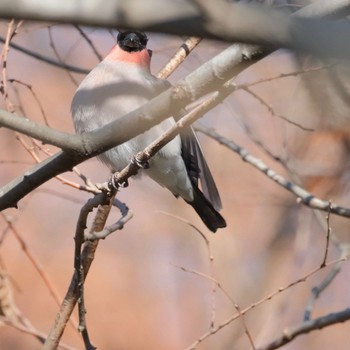 ウソ 秋ヶ瀬公園(野鳥の森) 2024年1月27日(土)