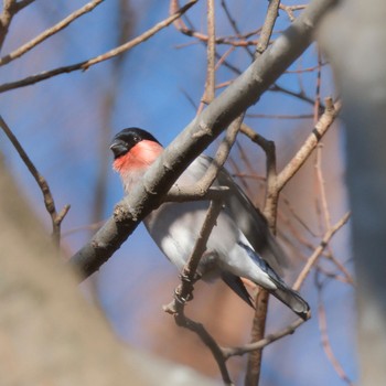 ウソ 秋ヶ瀬公園(野鳥の森) 2024年1月27日(土)